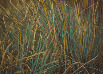 Beautiful natural background of flowers in light tinting