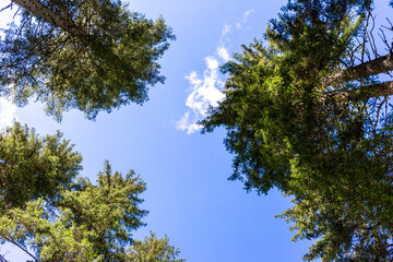 Alberi visti dal basso