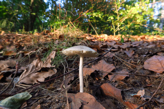 รูปภาพWaldpilz – เลือกดูภาพถ่ายสต็อก เวกเตอร์ และวิดีโอ4,380 | Adobe Stock
