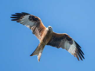 Red Kite © Thomas Egger