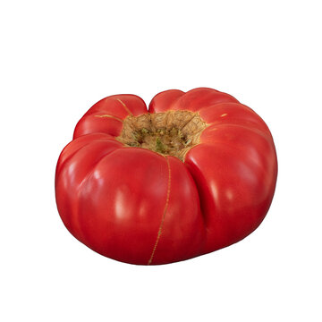 Big pink Bulgarian tomato isolated on white background. Close up of juicy red tomato
