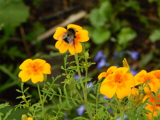 yellow flowers