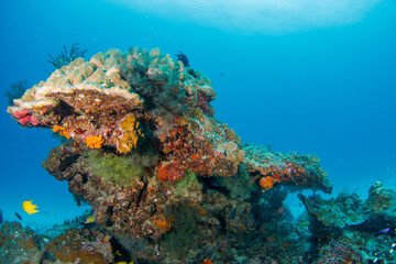 Naklejka na ściany i meble Shallow tropical seascape with coral reef and swimming fish. Beautiful healthy ocean ecosystem. Colorful marine life. Animals and corals in sea. Underwater photography from scuba diving on reef.