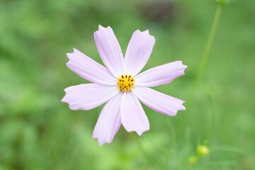 Cosmos flowers of Uttarakhand 