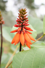 Cosmos flowers of Uttarakhand 