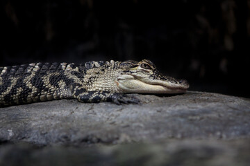 Young Alligator resting on a rock