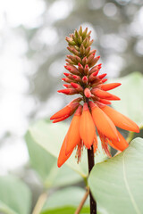 Cosmos flowers of Uttarakhand 