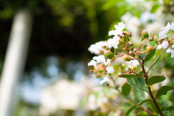 Beautiful white flowers blooming in a park in Gifu City, Gifu Prefecture