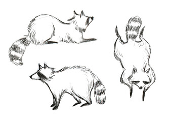 racoon sketch illustration. hand drawn sketchy style set. isolated on white