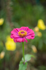 Cosmos flowers of Uttarakhand 
