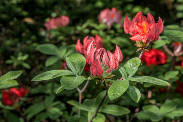 Mollis Azalea (Rhododendron x mollis) in park