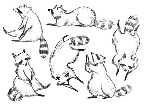 racoon sketch illustration. hand drawn sketchy style set. isolated on white