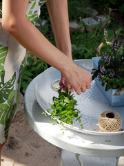 Female hands bind the fresh herbs into bouquets for drying.