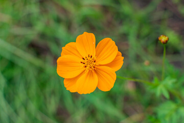 Cosmos flowers of Uttarakhand 