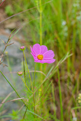 Cosmos flowers of Uttarakhand 