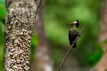 Heart Spotted Woodpecker with Feed