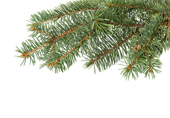 Fir tree branch. Pine branch. Christmas background.