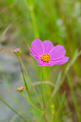 Cosmos flowers of Uttarakhand 