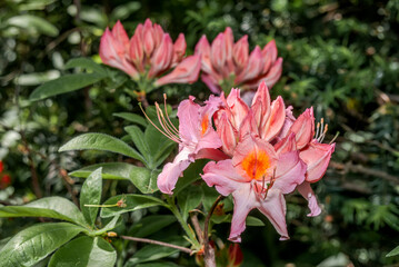 Mollis Azalea (Rhododendron x mollis) in park
