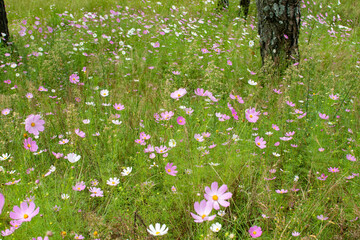 Cosmos flowers of Uttarakhand 
