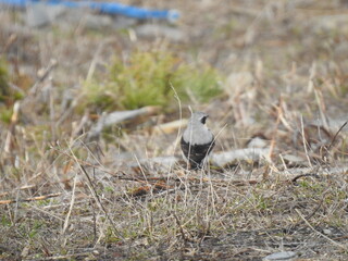 black backed shrike
