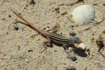 Spiny-footed Lizard (Acanthodactylus erythrurus)