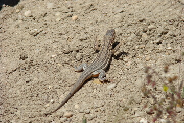 Spiny-footed Lizard (Acanthodactylus erythrurus)