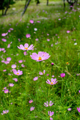 Cosmos flowers of Uttarakhand 