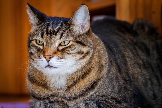 Image of beautiful large cat with green eyes sitting content looking camera left with squinted eyes in diffused warm light with wood tones in background.