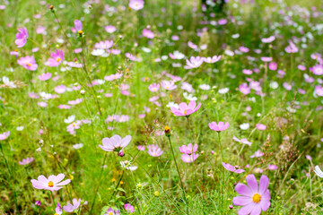 Cosmos flowers of Uttarakhand 