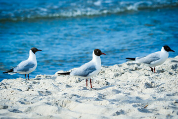Seagulls (the black-headed gull) walking on the beach