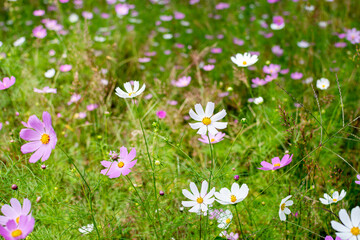 Cosmos flowers of Uttarakhand 
