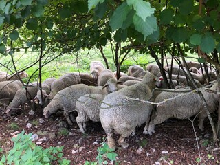 sheep in a field