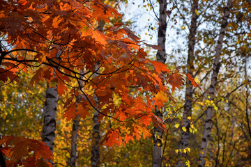 Red autumn leaves of northern red oak on birch grove background