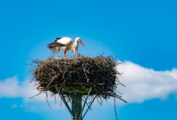 Wildlife, Storch Germany - A white stork (Ciconia ciconia) stands in its nest, which was built on a mast.