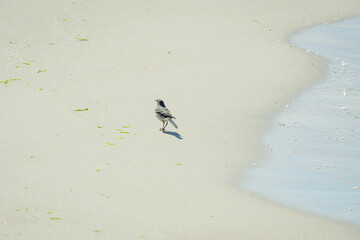 The juvenile white wagtail (Motacilla alba) feeding on the beach, Baltic Sea