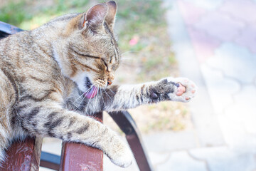 A gray tabby cat in the park on a bench and washes his paw with his tongue. Cleanliness, hygiene....