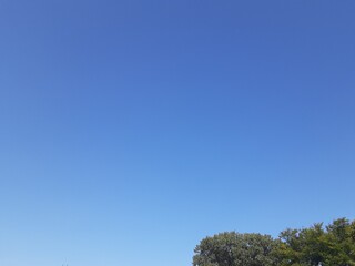 Obraz premium tree against sky