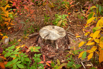 Tree stump in the autumn forest.