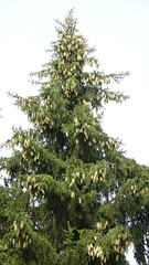 tree cones with resin bumping between pine needles