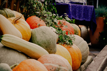 big orange pumkins from an autumn harvest. Mums, pumkins with gourds from autumn harvest. Autumnal harvest of ripened yellow, orange, green pumkins. pumpkin, white pumpkin, green pumpkin. autumn food.