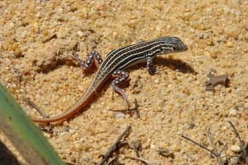 Spiny-footed Lizard (Acanthodactylus erythrurus)