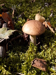 mushroom in the forest