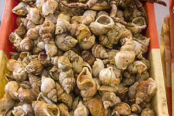 fresh whelk at the fish market in the harbor of Ostend, Belgium