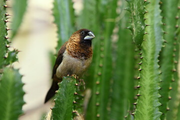 sparrow on a tree