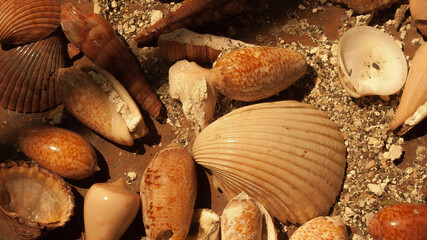 Shells