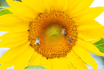 Obraz premium abelha em girasol