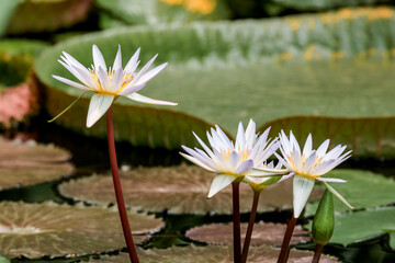 Blue Lotus (Nymphaea nouchali) in greenhouse