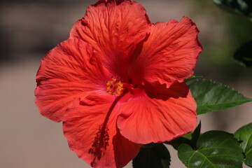 red hibiscus flower