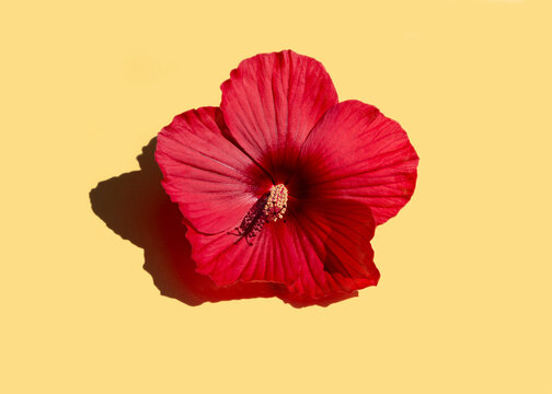 Red hibiscus flower isolated on pastel yellow background.